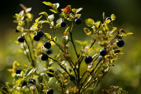 Bush of berry in the summer forestの写真素材