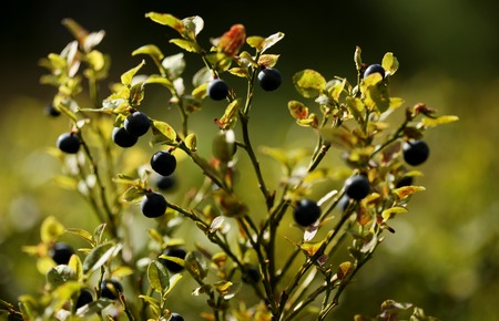 Bush of berry in the summer forestの写真素材