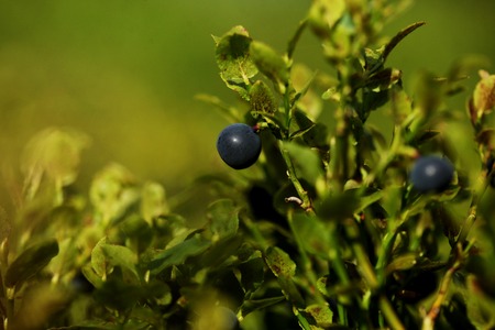 Bush of berry in the summer forestの写真素材