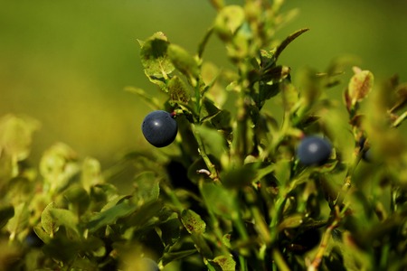 Bush of berry in the summer forestの写真素材