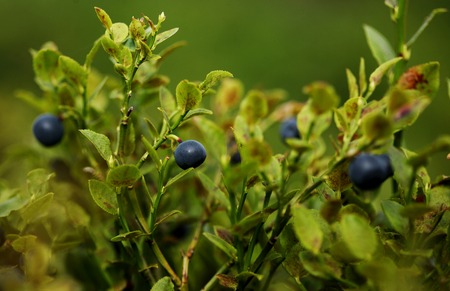Bush of berry in the summer forestの写真素材