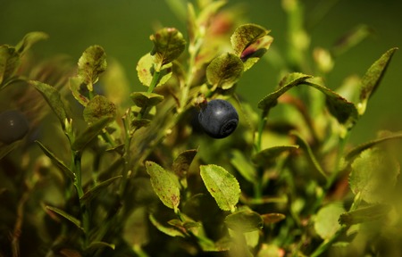 Bush of berry in the summer forestのeditorial素材