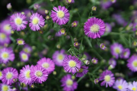 Beautiful flowers in Cameron Highlands の写真素材