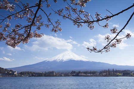 Fuji mountain and a sakuraの写真素材