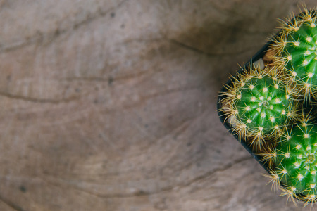 Cactus plant in potの写真素材
