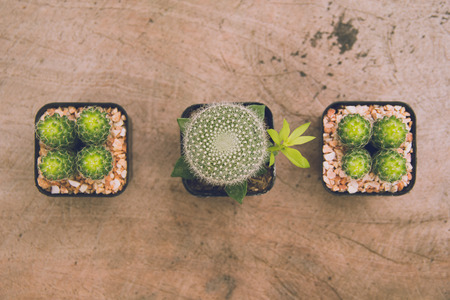 cactus plants and copy space, soft focus  - vintage filterの写真素材