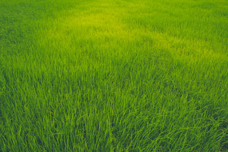 green fieldの写真素材