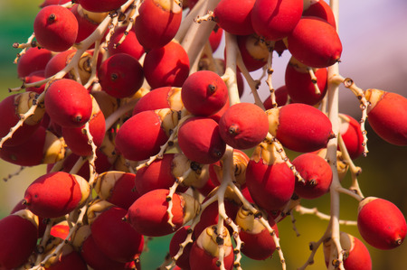 plam red natureの写真素材