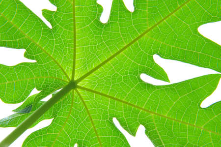 papaya leafの写真素材