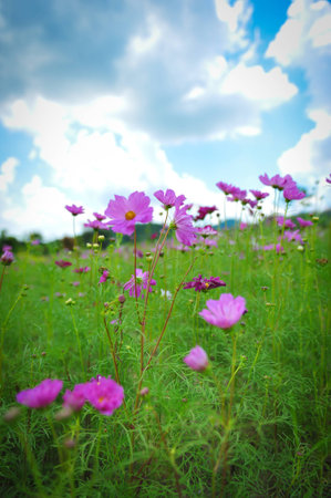 flower gardenの写真素材