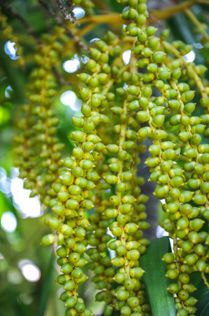 Areca catechu Linnの写真素材