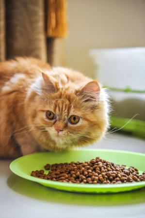 persian catの写真素材