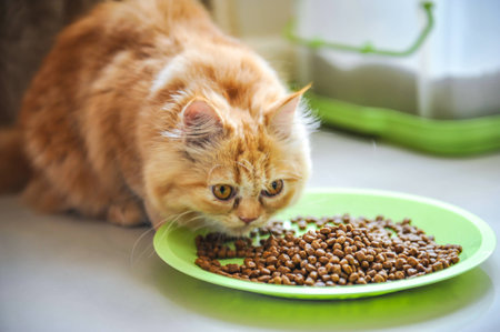 persian catの写真素材