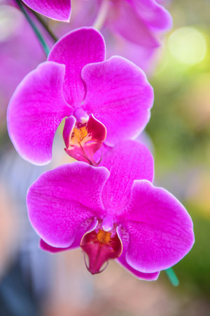 violet orchidの写真素材