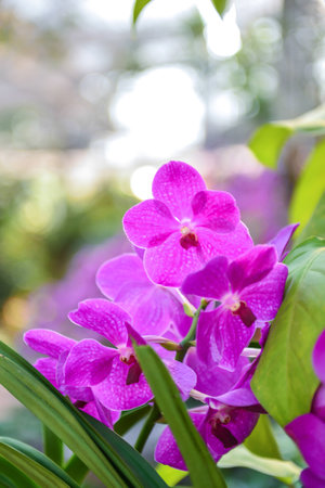 violet orchidの写真素材