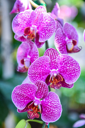 violet orchidの写真素材