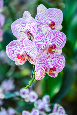 violet orchidの写真素材