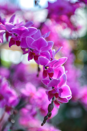violet orchidの写真素材