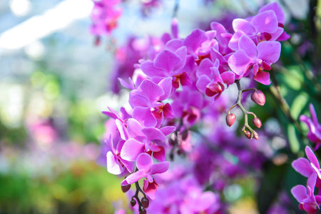 violet orchidの写真素材