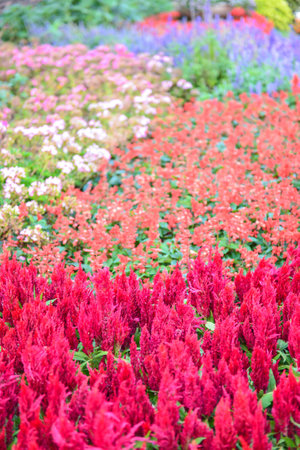 flower gardenの写真素材