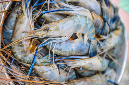 shrimpの写真素材