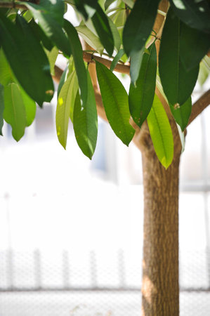 green leafの写真素材