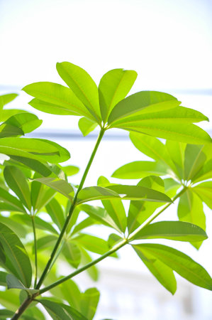 green leafの写真素材