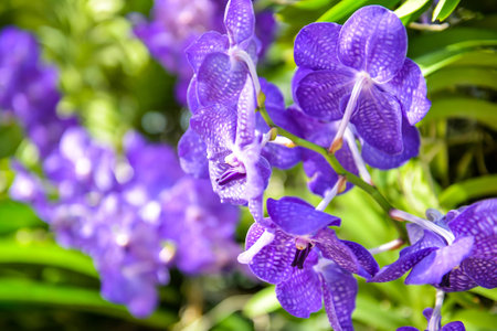 Thai orchidの写真素材