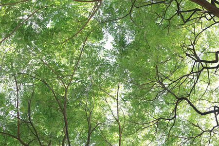 branch