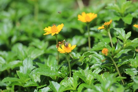 Yellow flower