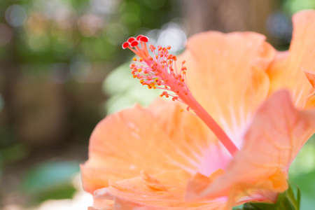pollen of Chinese rose flowerの写真素材