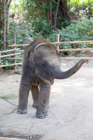 baby Asian elephantの写真素材