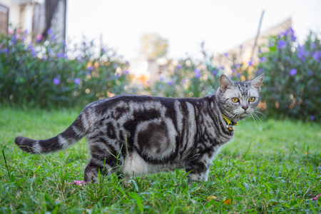 american short hair cat  walk in the grass fieldの写真素材