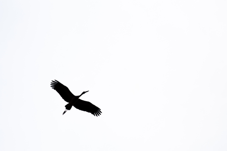 minimalism silhouette Asian openbill bird flying on the sky in black and whiteの写真素材