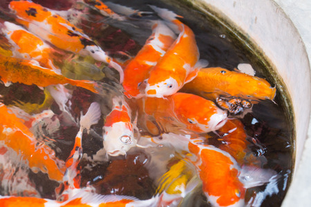 group of color ful fancy carp fish in clear water poolの写真素材