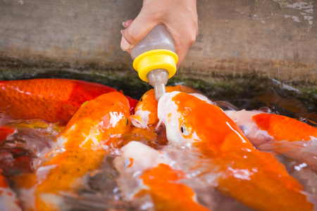 hand bleeding koi fish food by milk boxの写真素材