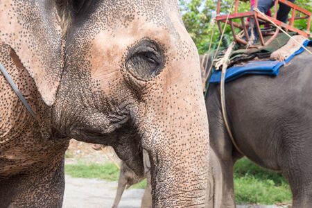 close up elder Asiatic elephant face with spot and wrinkle skinの写真素材