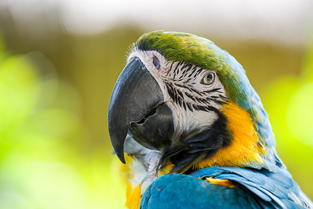 portrait colorful of blue macaw parrot bird in nature with copy spaceの写真素材
