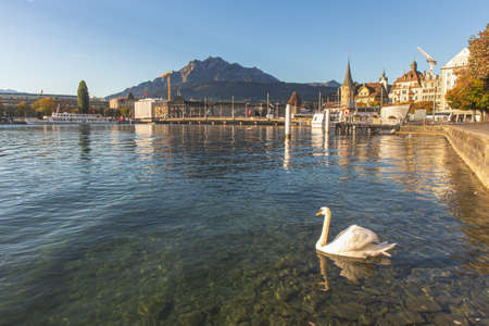 Lucerne, Switzerland - October 1, 2019 - White swan on clear Luzern lake in front of Seebruck bridge and historical building and mount pilatus background. Lucerne is the most travel destination in Switzerland.のeditorial素材