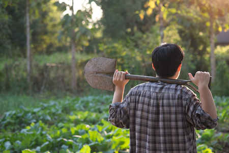 Close up back agriculture man in agriculture Field,agriculture people.の写真素材