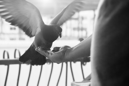 Human feed a bird.の写真素材