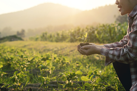 Soil cultivated dirt, earth, ground, agriculture Field land background Nurturing baby plant on hand, Organic gardening, agriculture. Nature closeup and selective focus and vintage tone.の写真素材