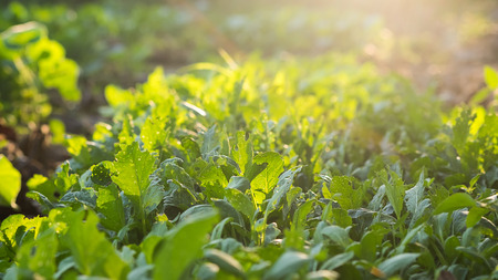 vegetable agriculture field for present product of agriculture.の写真素材