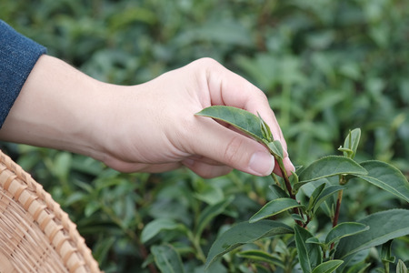 Hand picking up organic tea leaves at a tea plantation for product , Natural selected Agriculture .の写真素材