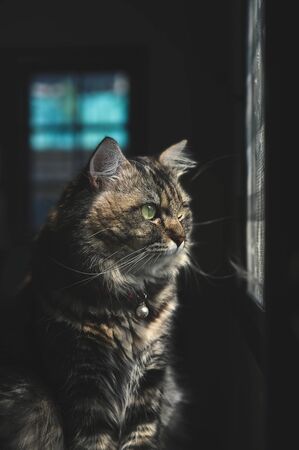 A cat looking out side windows home.