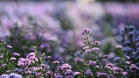Violet Margaret flower field background.の写真素材