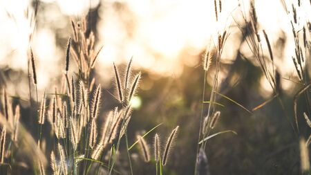 Sunlight shining through forest tree to the wild grass. Outdoors/Parks when the sunset of beautiful...