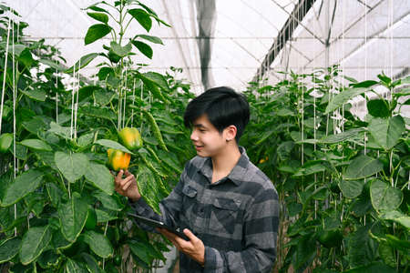 Young farmer using digital tablet checking the water system in greenhouse.の写真素材