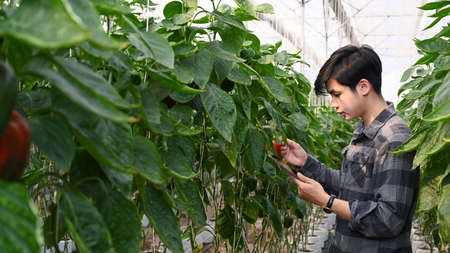 Young farmer using digital tablet checking the water system in greenhouse.の写真素材