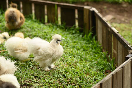 White silkie chickens walk in the garden.の写真素材